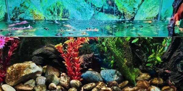 Aquarium mit Korallen und bunten Fischen – Aquarium-Umzug Butzbach