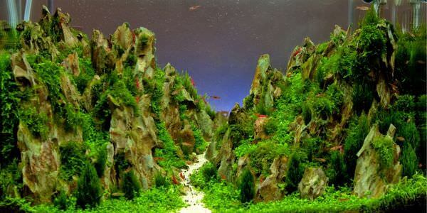 Aquarium mit Felslandschaft und Pflanzen – Umzug mit Aquarium in Butzbach