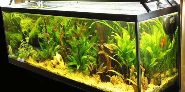 Aquarium-Umzug Butzbach: Längliches Aquarium mit grünen Wasserpflanzen