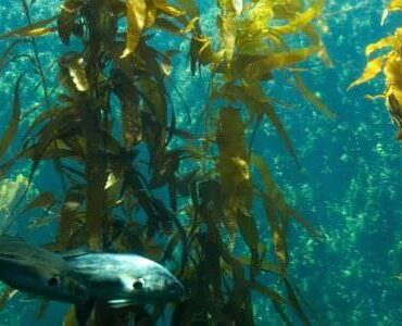 Unterwasserlandschaft mit Algenwald und Fisch – Umzug mit Aquarium in Butzbach