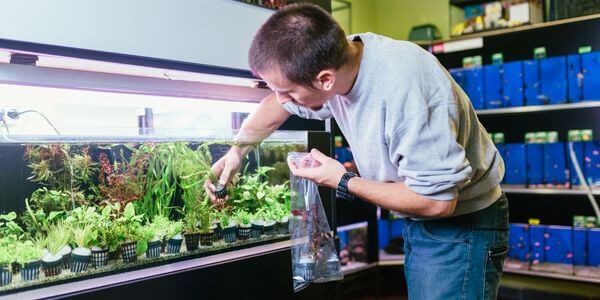 Mann versorgt Aquarienpflanzen vor einem Aquarienregal – Umzug mit Aquarium in Butzbach